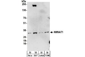 Western Blotting (WB) image for anti-Nicotinamide Nucleotide Adenylyltransferase 1 (NMNAT1) (AA 229-279) antibody (ABIN7454578)