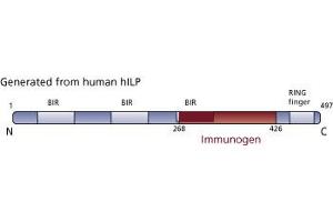 Image no. 3 for anti-X-Linked Inhibitor of Apoptosis (XIAP) (AA 268-426) antibody (ABIN968164) (XIAP Antikörper  (AA 268-426))