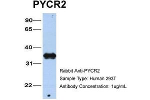 Host: Rabbit Target Name: PYCR2 Sample Type: 293T Antibody Dilution: 1. (PYCR2 Antikörper  (C-Term))