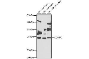 Western blot analysis of extracts of various cell lines, using KCNIP2 antibody (ABIN2563522) at 1:1000 dilution. (KCNIP2 Antikörper)