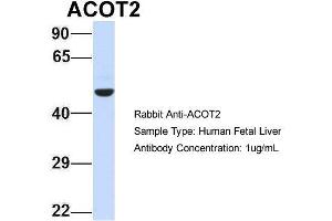 Hum. (ACOT2 Antikörper  (Middle Region))