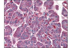 Human Pancreas (formalin-fixed, paraffin-embedded) stained with PAFAH1B1at 3. (PAFAH1B1 Antikörper  (C-Term))