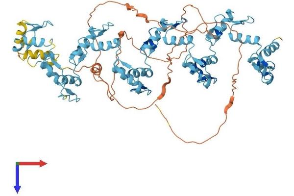 ZNF16 Protein (AA 1-682) (His tag)