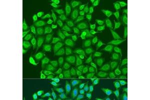 Immunofluorescence analysis of U2OS cells using PCDHA6 Polyclonal Antibody at dilution of 1:100. (PCDHA6 Antikörper)