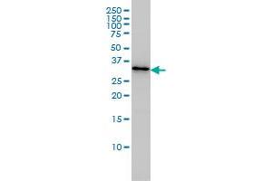 PDCL3 monoclonal antibody (M01), clone 1F10 Western Blot analysis of PDCL3 expression in Jurkat . (PDCL3 Antikörper  (AA 1-239))