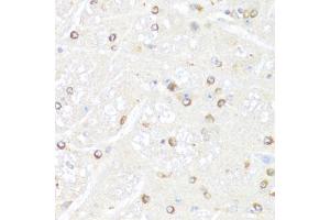 Immunohistochemistry of paraffin-embedded mouse brain using POLR2B antibody. (POLR2B Antikörper)