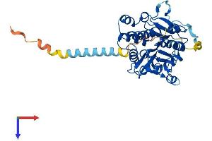 A4GALT Protein (AA 1-353) (His tag)