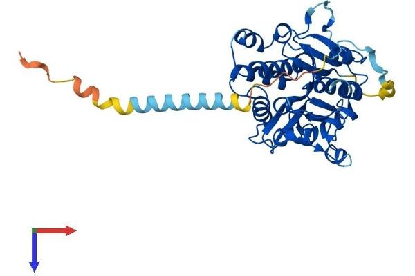 A4GALT Protein (AA 1-353) (His tag)
