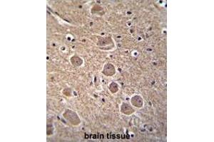 TP53INP1 Antibody (N-term) immunohistochemistry analysis in formalin fixed and paraffin embedded human brain tissue followed by peroxidase conjugation of the secondary antibody and DAB staining.