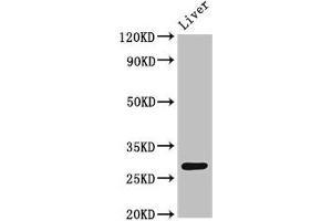 Western Blot Positive WB detected in: Rat liver tissue All lanes: CDX1 antibody at 4 μg/mL Secondary Goat polyclonal to rabbit IgG at 1/50000 dilution Predicted band size: 29, 15 kDa Observed band size: 29 kDa (CDX1 Antikörper  (AA 206-245))