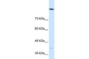 Cobl-Like 1 antibody used at 0. (COBLL1 Antikörper  (N-Term))