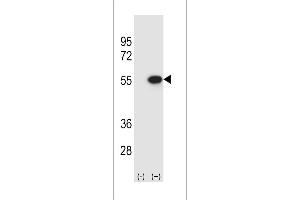 Western blot analysis of RUVBL2 (arrow) using rabbit polyclonal RUVBL2 Antibody (ABIN388628 and ABIN2837871). (Reptin,TIP49B,RUVB2 (AA 400-430), (C-Term) Antikörper)