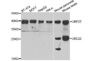 Western blot analysis of extracts of various cell lines, using UBE2Z antibody.
