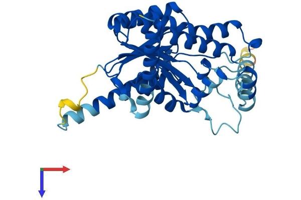 RDH10 Protein (AA 1-341) (His tag)