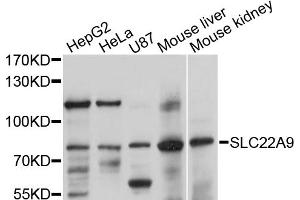 Western blot analysis of extracts of various cell lines, using SLC22A9 antibody (ABIN5998838) at 1/1000 dilution. (SLC22A9 Antikörper)