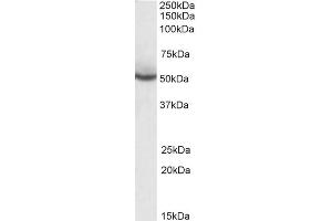 ABIN185282 (0. (PPARD Antikörper  (C-Term))
