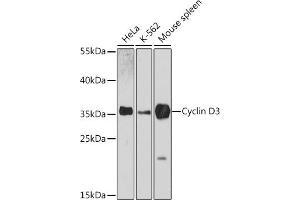 Western blot analysis of extracts of various cell lines, using Cyclin D3 antibody (ABIN6127731, ABIN6138087, ABIN6138088 and ABIN7101345) at 1:3000 dilution. (Cyclin D3 Antikörper  (AA 201-292))