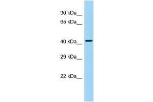 Host: Rabbit Target Name: GPR25 Sample Type: Placenta lysates Antibody Dilution: 1. (GPR25 Antikörper  (Middle Region))