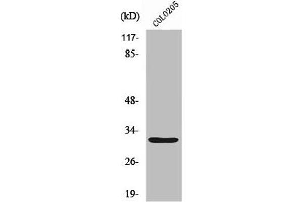 Neurexophilin 4 Antikörper  (C-Term)