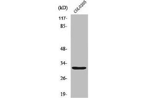 Western Blot analysis of HuvEc cells using Neurexophilin-4 Polyclonal Antibody (Neurexophilin 4 Antikörper  (C-Term))