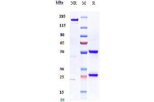 Anti-HGF / SF Reference Antibody (ficlatuzumab) on SDS-PAGE under reducing (R) condition.