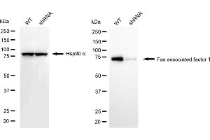 Western blotting analysis using fas associated factor 1 antibody (ABIN7798576).
