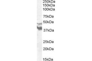 ABIN263151 (0. (DYX1C1 Antikörper  (N-Term))