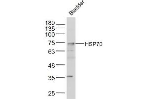 Mouse bladder lysates probed with HSP70 Polyclonal Antibody, Unconjugated  at 1:300 dilution and 4˚C overnight incubation. (HSP70 Antikörper  (AA 481-534))