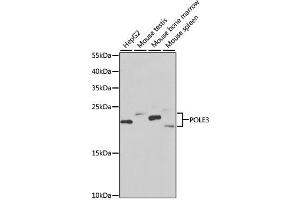 Western blot analysis of extracts of various cell lines, using POLE3 antibody (ABIN2564610) at 1:1000 dilution. (POLE3 Antikörper)