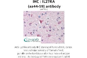 Image no. 1 for anti-Interleukin 27 Receptor, alpha (IL27RA) (AA 44-59) antibody (ABIN1735897)