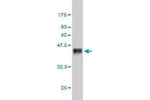 Western Blotting (WB) image for anti-Nuclear Factor of kappa Light Polypeptide Gene Enhancer in B-Cells 1 (NFKB1) (AA 860-969) antibody (ABIN561980)