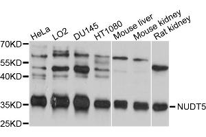 Western blot analysis of extracts of various cell lines, using NUDT5 antibody (ABIN5998398) at 1/1000 dilution. (NUDT5 Antikörper)