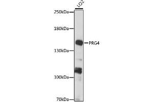 Western blot analysis of extracts of LO2 cells, using PRG4 antibody (ABIN6294151) at 1:1000 dilution. (Proteoglycan 4 Antikörper)