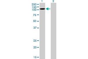 Western Blot analysis of KSR2 expression in transfected 293T cell line by KSR2 MaxPab polyclonal antibody.