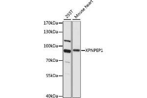 Western blot analysis of extracts of various cell lines, using XPNPEP1 antibody (ABIN7271402) at 1:1000 dilution. (XPNPEP1 Antikörper  (AA 44-240))