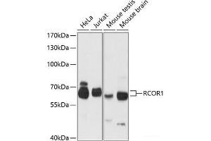 Western blot analysis of extracts of various cell lines using RCOR1 Polyclonal Antibody at dilution of 1:3000. (CoREST Antikörper)
