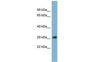 PRKRIP1 Antikörper  (N-Term)