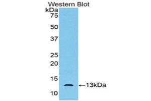 Western Blotting (WB) image for anti-Anti-Mullerian Hormone (AMH) (AA 447-553) antibody (ABIN2119278)