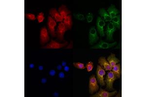ABIN6259451 and ABIN6274942 staining Hela cells by IF/ICC. (ARPP21 Antikörper  (Internal Region))