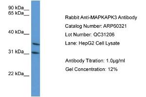 WB Suggested Anti-MAPKAPK3  Antibody Titration: 0. (MAPKAP Kinase 3 Antikörper  (C-Term))