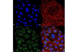 Immunocytochemistry/Immunofluorescence analysis using Mouse Anti-ERp57 Monoclonal Antibody, Clone 4F9 . (PDIA3 Antikörper  (AA 25-505) (Atto 390))