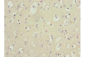 Immunohistochemistry of paraffin-embedded human brain tissue using ABIN7165131 at dilution of 1:100 (Nerve Growth Factor Receptor (TNFRSF16) Associated Protein 1 (NGFRAP1) (AA 1-111) Antikörper)