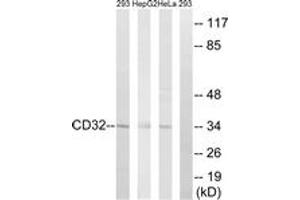 Western blot analysis of extracts from 293/HepG2/HeLa cells, treated with PMA 125ng/ml 30', using CD32 (Ab-292) Antibody. (Fc gamma RII (CD32) (AA 277-326) Antikörper)