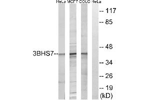 Western blot analysis of extracts from HeLa cells, MCF-7 cells and COLO cells, using HSD3B7 antibody. (HSD3B7 Antikörper)