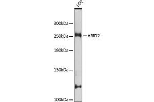 Western blot analysis of extracts of LO2 cells, using  antibody (ABIN6129942, ABIN6137100, ABIN6137101 and ABIN7101827) at 1:1000 dilution. (ARID2 Antikörper  (AA 1586-1835))