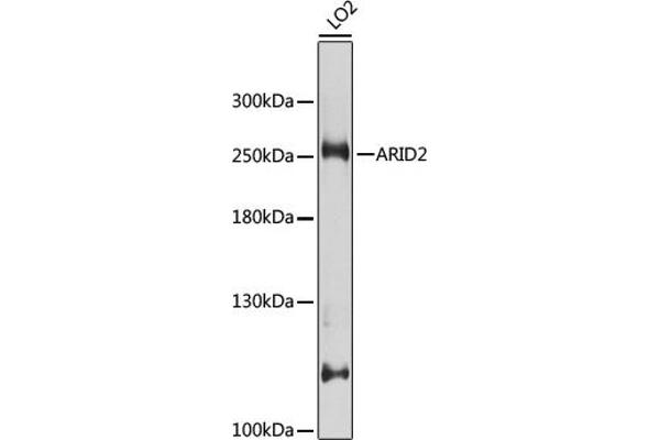 ARID2 antibody  (AA 1586-1835)