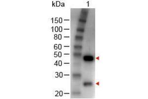 Western Blot of Rabbit anti-GOAT IgG (H&L) Antibody Peroxidase Conjugated Lane 1: Goat IgG Load: 100 ng per lane Secondary antibody: GOAT IgG (H&L) Antibody Peroxidase Conjugated at 1:1,000 for 60 min at RT Block: ABIN925618 for 30 min at RT (Kaninchen anti-Ziege IgG (Heavy & Light Chain) Antikörper (HRP))