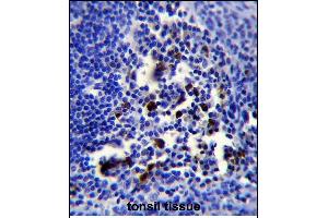Immunohistochemistry (Paraffin-embedded Sections) (IHC (p)) image for anti-POU Class 2 Associating Factor 1 (POU2AF1) (AA 1-27), (N-Term) antibody (ABIN653040)
