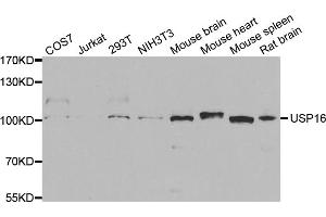 Western blot analysis of extracts of various cell lines, using USP16 antibody. (USP16 Antikörper)