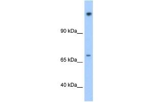 FAM129A antibody used at 1. (Niban Antikörper  (N-Term))